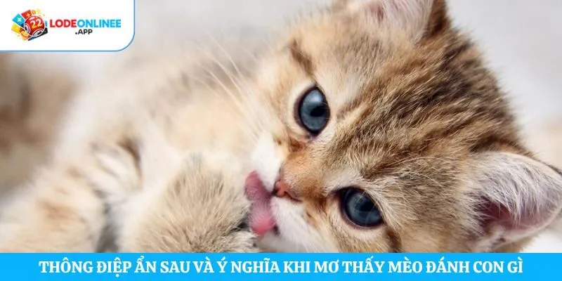 Thông điệp ẩn sau và ý nghĩa khi mơ thấy mèo đánh con gì